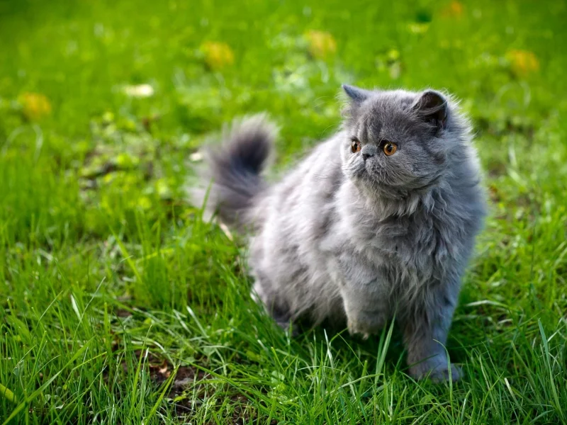 кошка, киса, кот