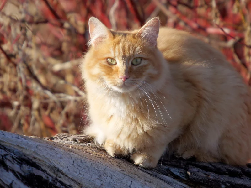 кошка, киса, кот