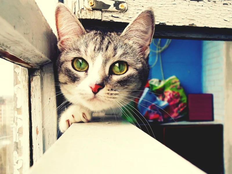 кошка, киса, кот