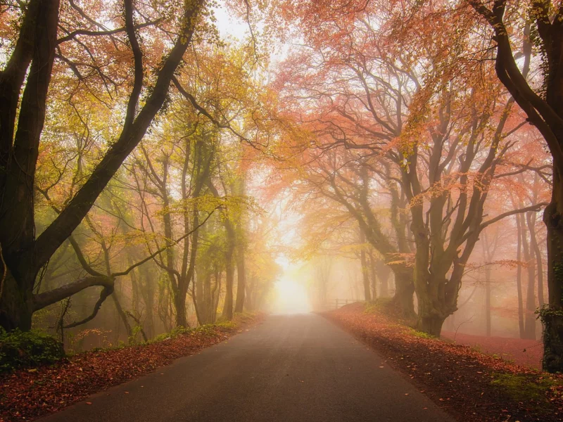 лес, дорога, туман, road, fog, dark, forests, ladder, garden, trees, field, forest, path, moss, fallen, park, green, nature, landscapes, trees, forest, trail, woods, leaves, fence, sunrise, see, dark, summer, wide