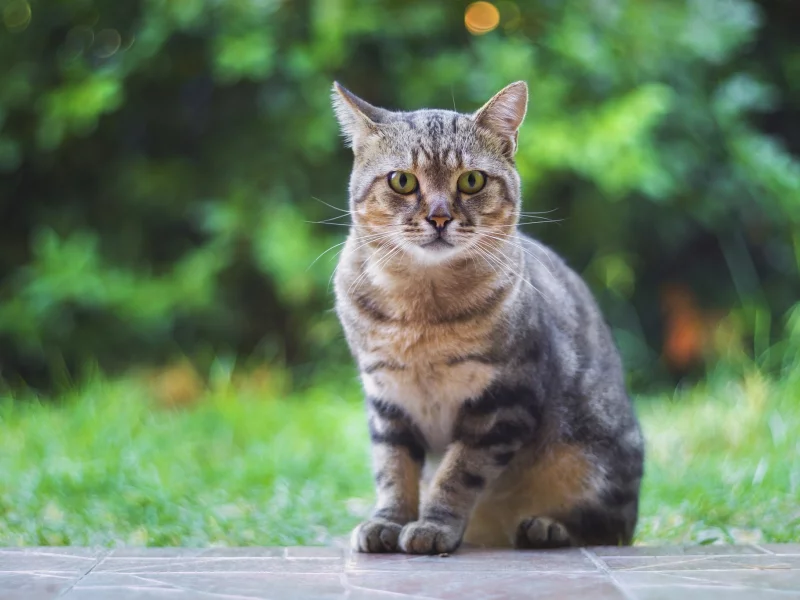 котейка, взгляд, фон
