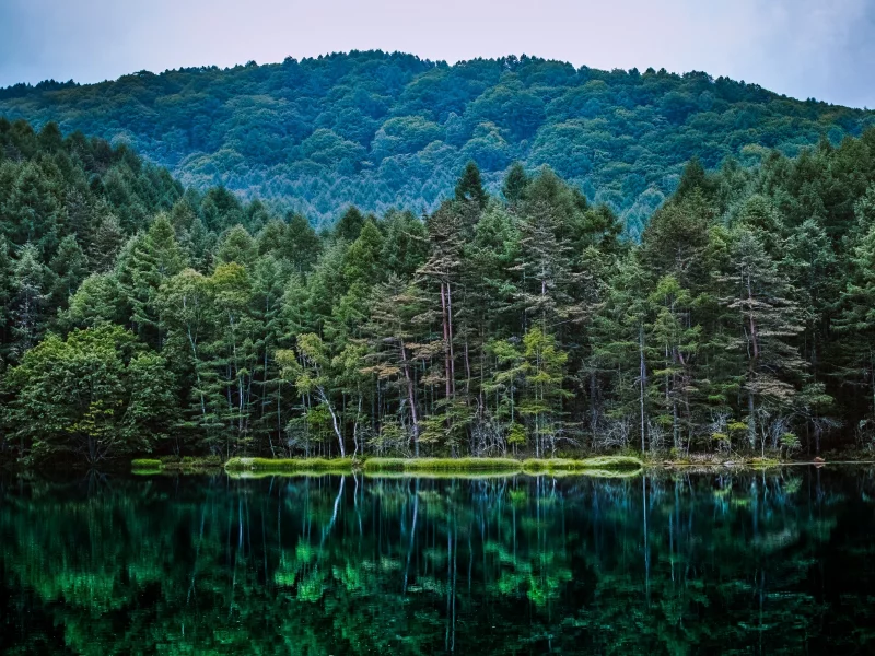 природа, леса, отражение, водоем