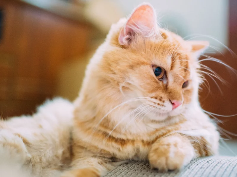 глаза, шерсть, кошка