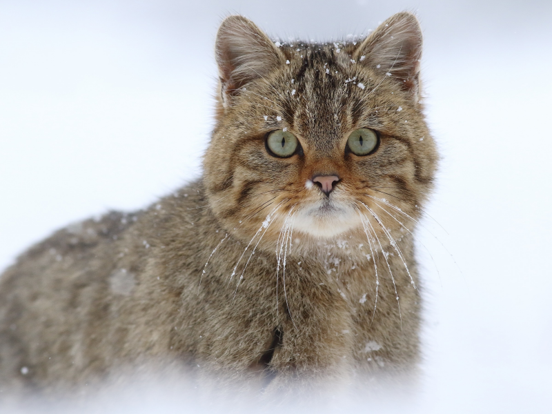 Европейская лесная кошка фото