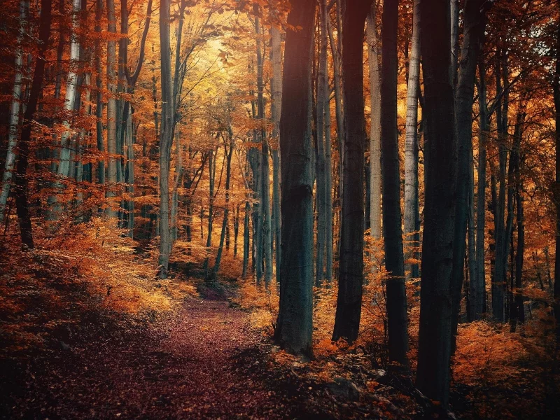 лес, дорога, forest, road, trees, sunrise, grass, yellow, fence, leaves, mist, moss, trees, forest, fallen, park, green, nature, landscapes, trees, forest, trail, woods, leaves, fence, sunrise, see, sun, day, nice, autumn, wide