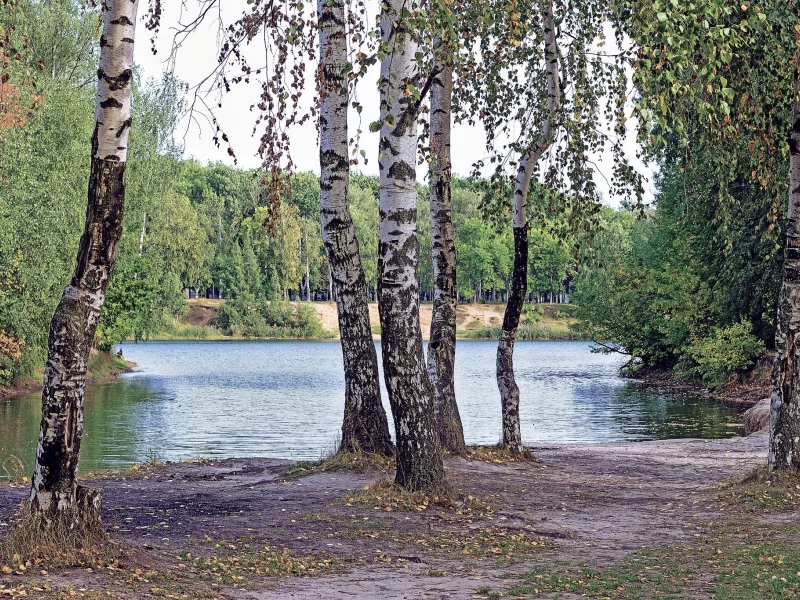лес, берёзки, forest, birch, trees, river, sunrise, grass, green, leaves, mist, moss, day, trees, forest, fallen, park, green, nature, landscapes, trees, forest, trail, woods, leaves, sunrise, see, sun, day, summer, wide