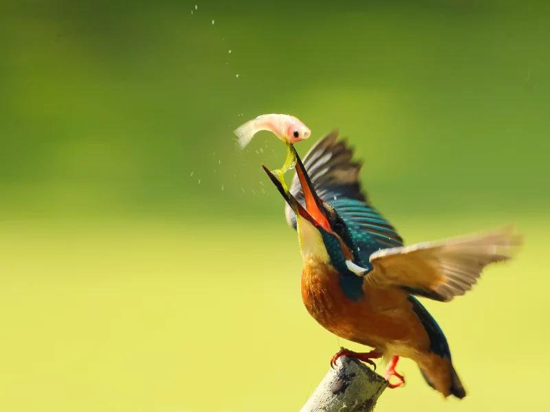 kingfisher, обыкновенный зимородок, улов, птица, alcedo atthis, капли
