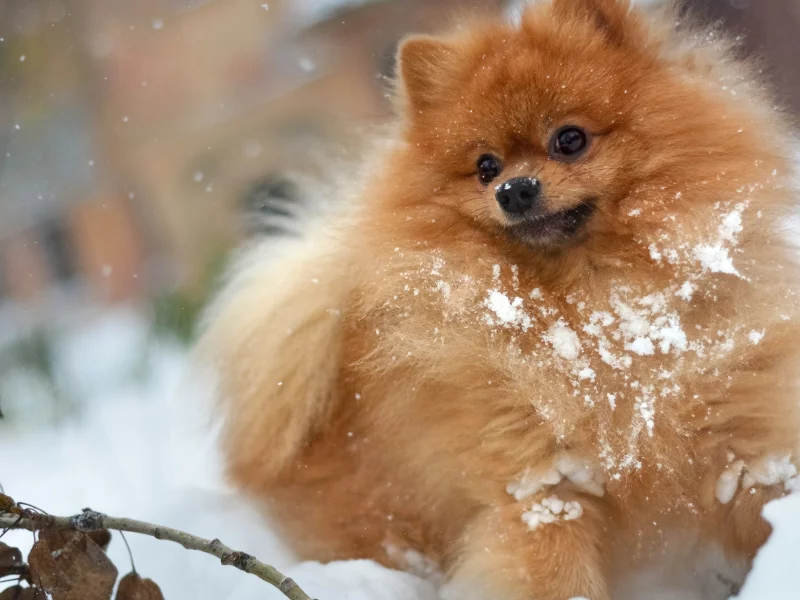 собака, зима, leaves, stick, рыжий, лохматый, мохнатый