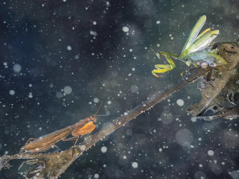 green mantis, mantises, thorns, brown mantis, battle, leaf, branch