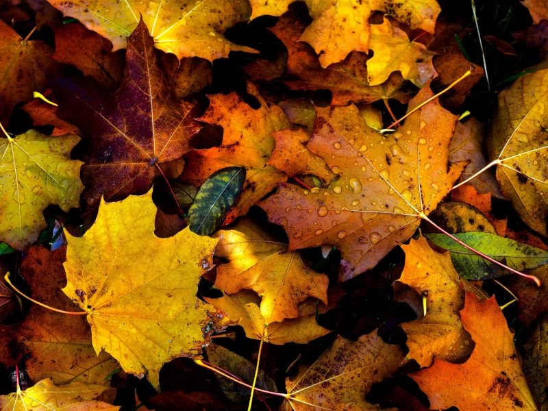 autumn, fall, drops, foliage
