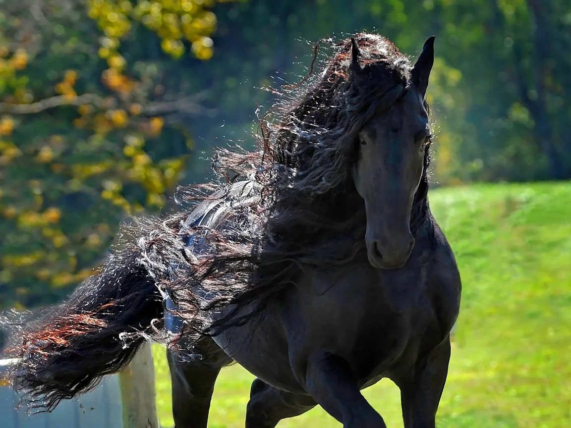 конь, жеребец, лошадь, лес, луг, horse, stallion, horse, field, forest, meadow, sun, summer, see, front, black, smile, flowers, grass, field, sun, summer, see, nice, wide