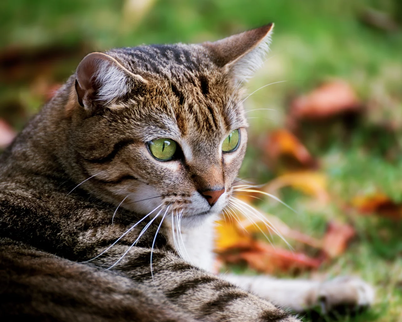кот, фон, глаза, красавец, полосатый