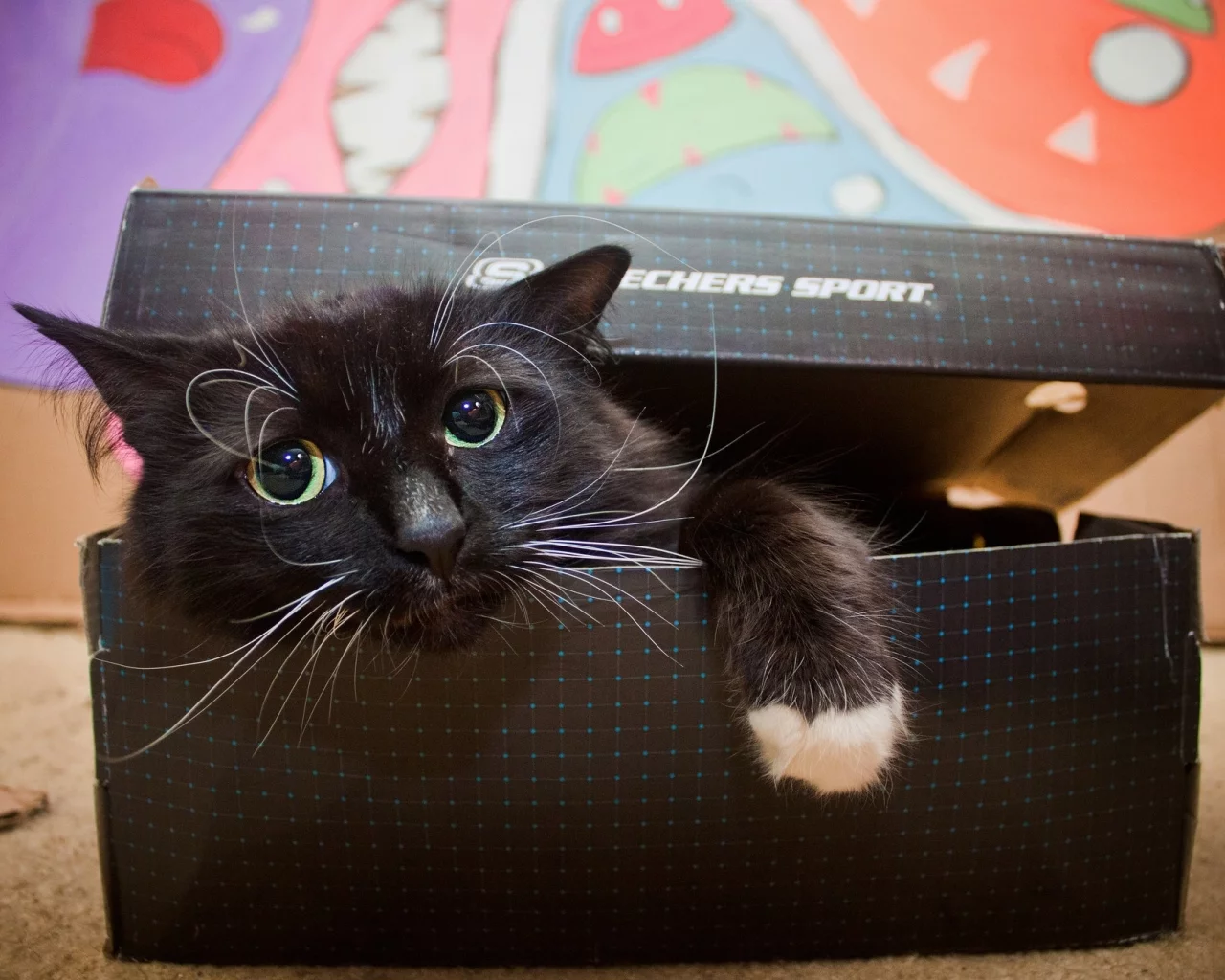 кот, кошка