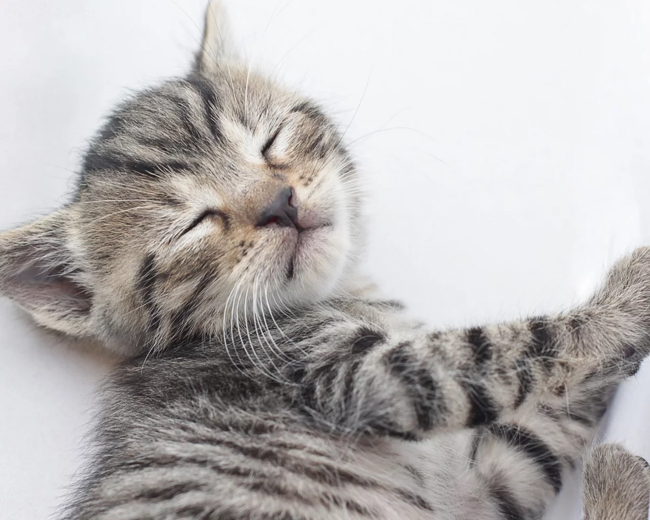 кот, киса