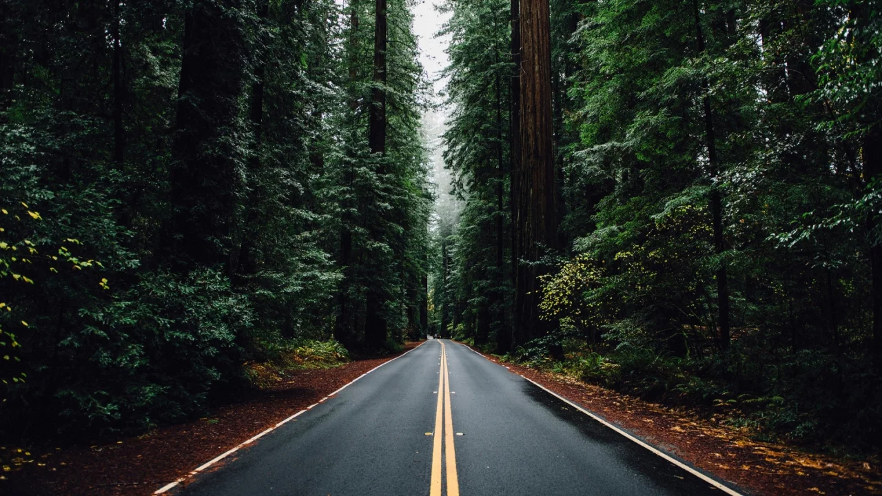 лес, дорога, forest, dense, road, highway, dark, trees, sunrise, grass, green, fence, leaves, mist, moss, trees, forest, fallen, park, green, nature, landscapes, trees, forest, trail, woods, leaves, sunrise, see, day, summer, wide