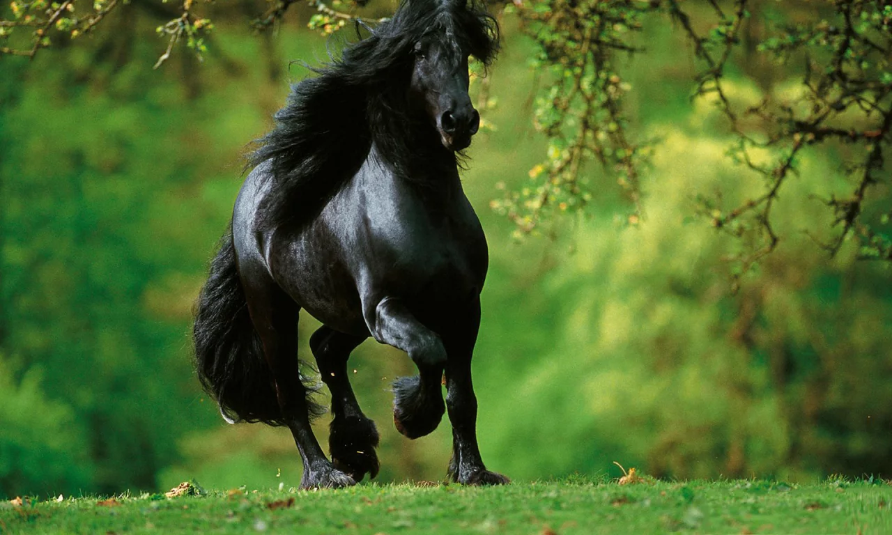 конь, жеребец, лошадь, лес, луг, horse, stallion, horse, forest, meadow, sun, summer, see, front, black, smile, flowers, grass, field, sun, summer, see, nice, wide