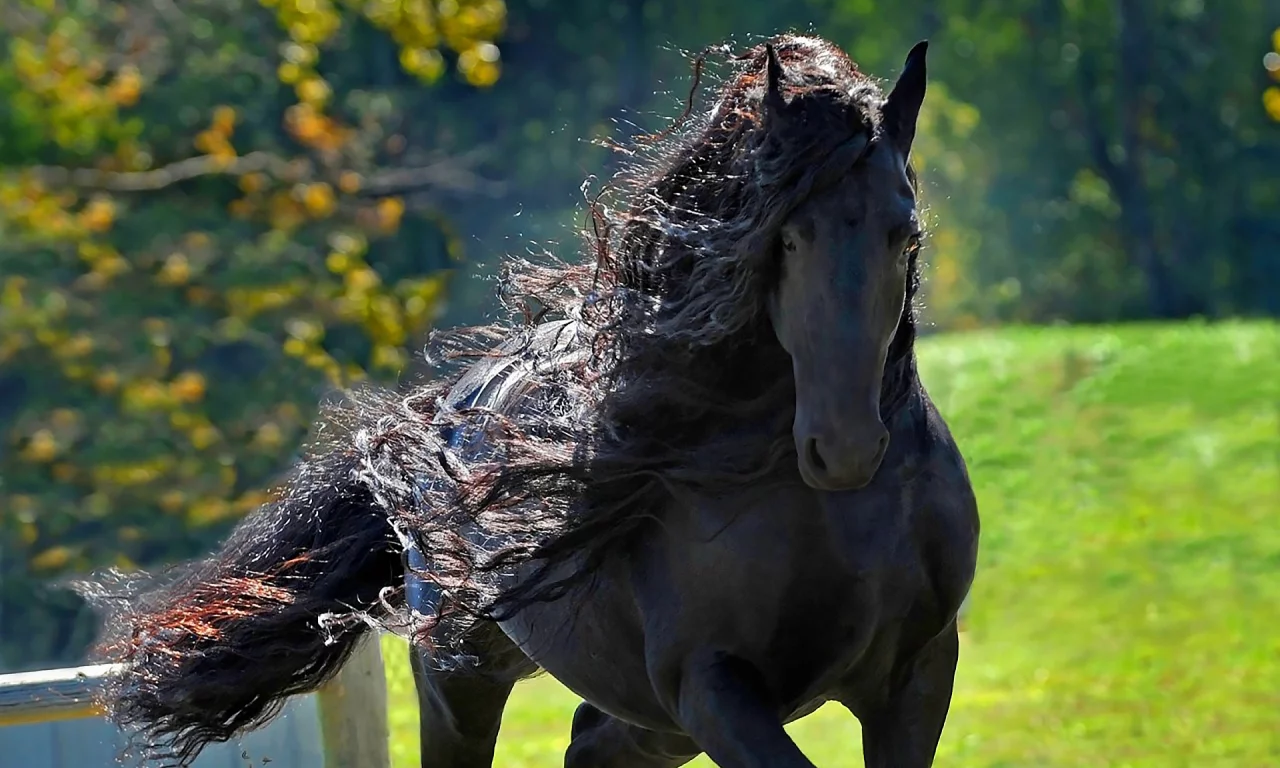 конь, жеребец, лошадь, лес, луг, horse, stallion, horse, field, forest, meadow, sun, summer, see, front, black, smile, flowers, grass, field, sun, summer, see, nice, wide