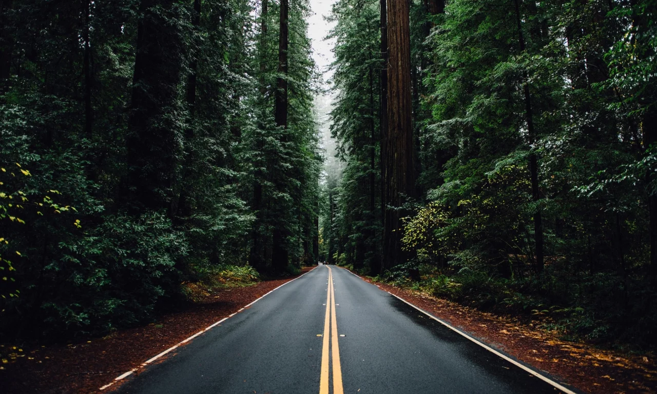 лес, дорога, forest, dense, road, highway, dark, trees, sunrise, grass, green, fence, leaves, mist, moss, trees, forest, fallen, park, green, nature, landscapes, trees, forest, trail, woods, leaves, sunrise, see, day, summer, wide