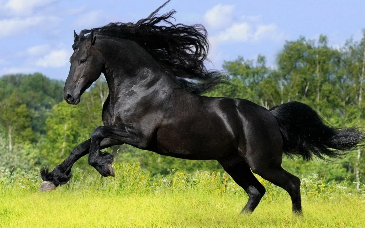 конь, жеребец, лошадь, поле, луг, horse, stallion, horse, fury, andalusian, field, meadow, sun, summer, see, front, black, sunset, flowers, field, sun, summer, see, nice, wide