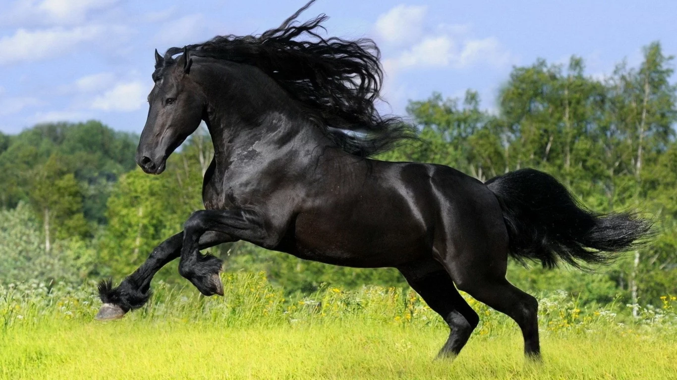 конь, жеребец, лошадь, поле, луг, horse, stallion, horse, fury, andalusian, field, meadow, sun, summer, see, front, black, sunset, flowers, field, sun, summer, see, nice, wide