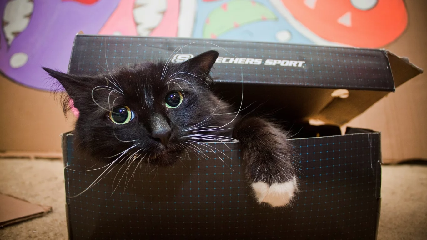 кот, кошка
