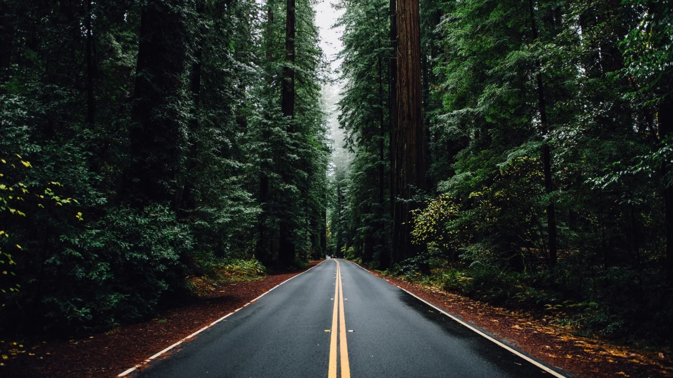 лес, дорога, forest, dense, road, highway, dark, trees, sunrise, grass, green, fence, leaves, mist, moss, trees, forest, fallen, park, green, nature, landscapes, trees, forest, trail, woods, leaves, sunrise, see, day, summer, wide