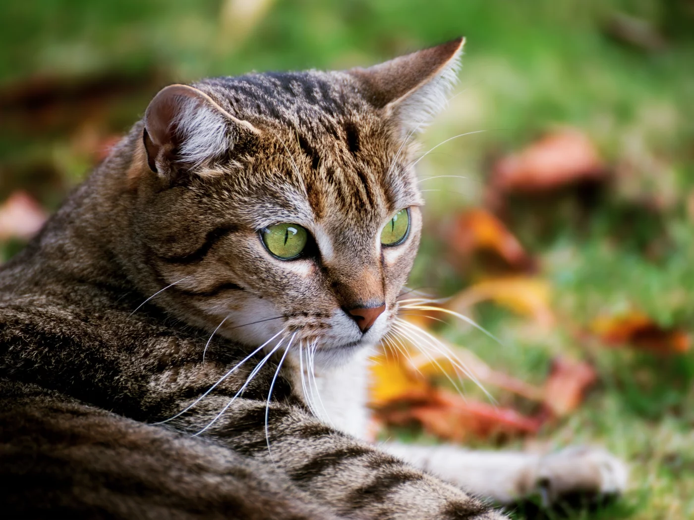 кот, фон, глаза, красавец, полосатый