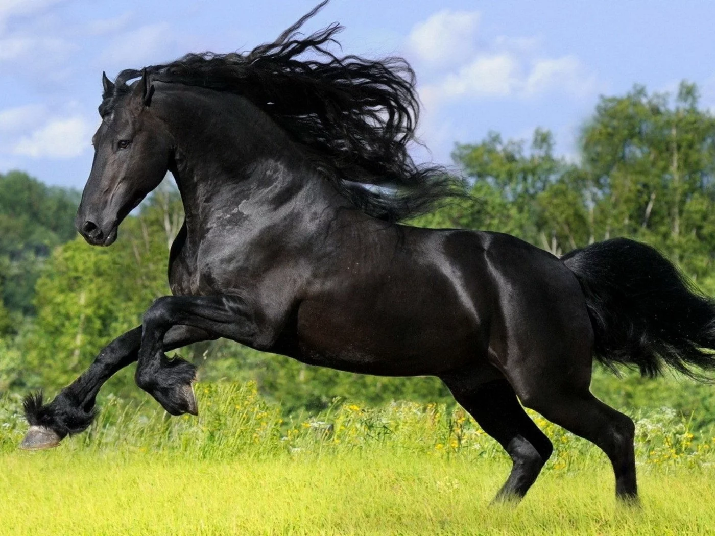конь, жеребец, лошадь, поле, луг, horse, stallion, horse, fury, andalusian, field, meadow, sun, summer, see, front, black, sunset, flowers, field, sun, summer, see, nice, wide