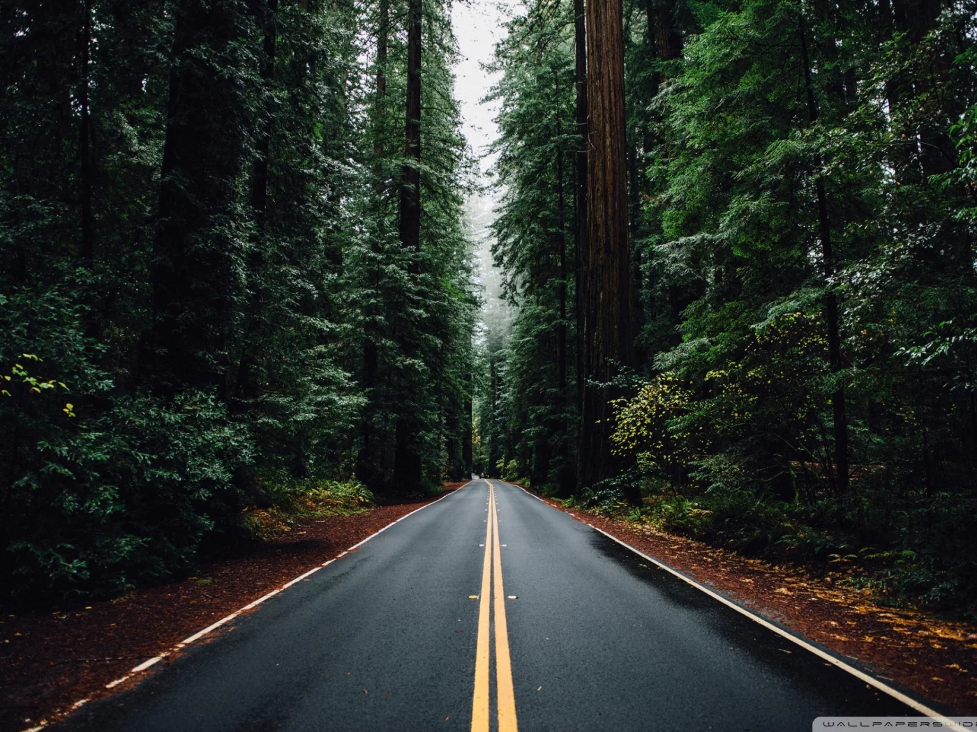 лес, дорога, forest, dense, road, highway, dark, trees, sunrise, grass, green, fence, leaves, mist, moss, trees, forest, fallen, park, green, nature, landscapes, trees, forest, trail, woods, leaves, sunrise, see, day, summer, wide