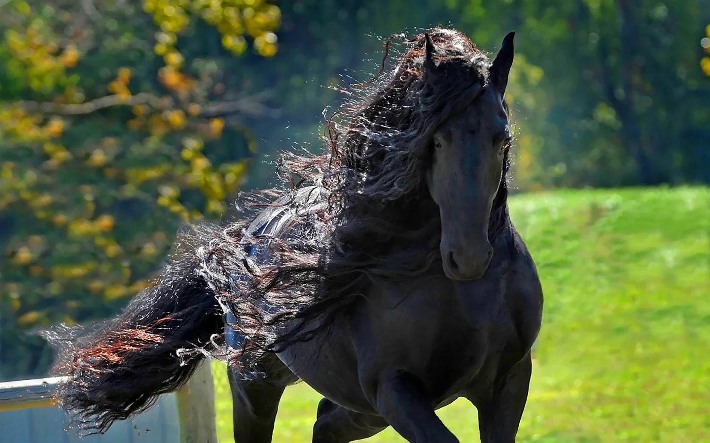 конь, жеребец, лошадь, лес, луг, horse, stallion, horse, field, forest, meadow, sun, summer, see, front, black, smile, flowers, grass, field, sun, summer, see, nice, wide