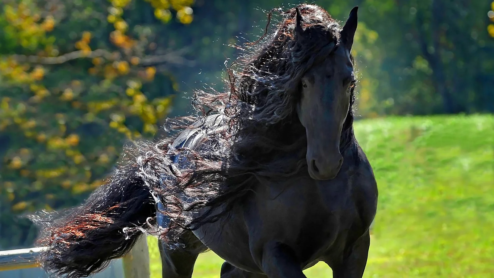 конь, жеребец, лошадь, лес, луг, horse, stallion, horse, field, forest, meadow, sun, summer, see, front, black, smile, flowers, grass, field, sun, summer, see, nice, wide