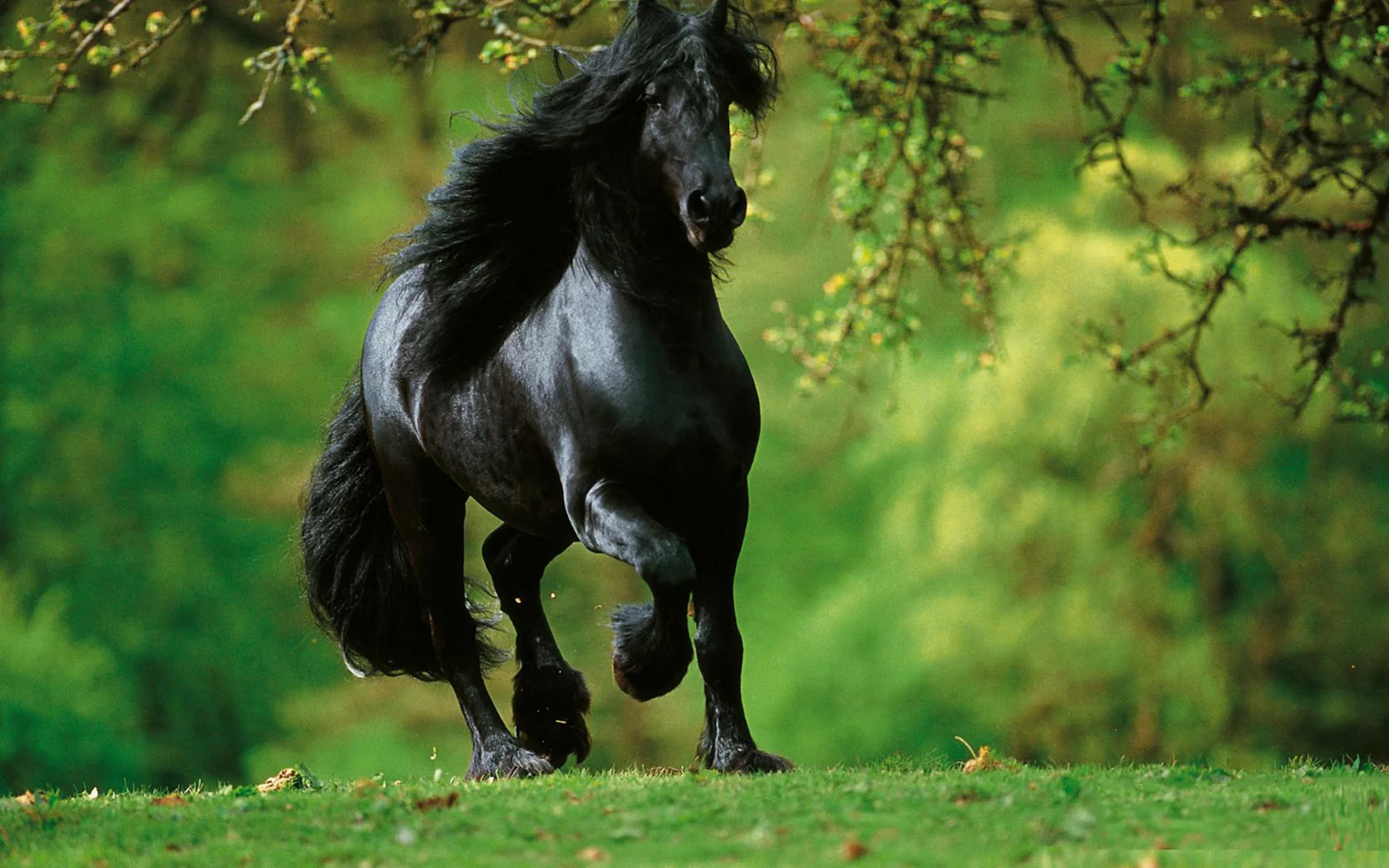 конь, жеребец, лошадь, лес, луг, horse, stallion, horse, forest, meadow, sun, summer, see, front, black, smile, flowers, grass, field, sun, summer, see, nice, wide