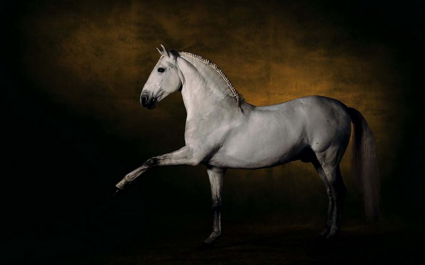 Beast horses. Пегая Андалузская лошадь. Липицианская порода. Андалузская порода лошадей. Липицианская порода лошадей.