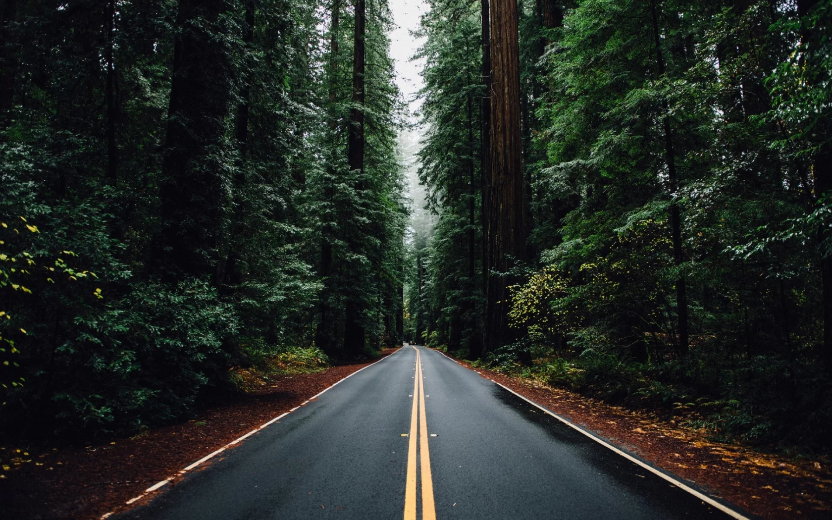 лес, дорога, forest, dense, road, highway, dark, trees, sunrise, grass, green, fence, leaves, mist, moss, trees, forest, fallen, park, green, nature, landscapes, trees, forest, trail, woods, leaves, sunrise, see, day, summer, wide