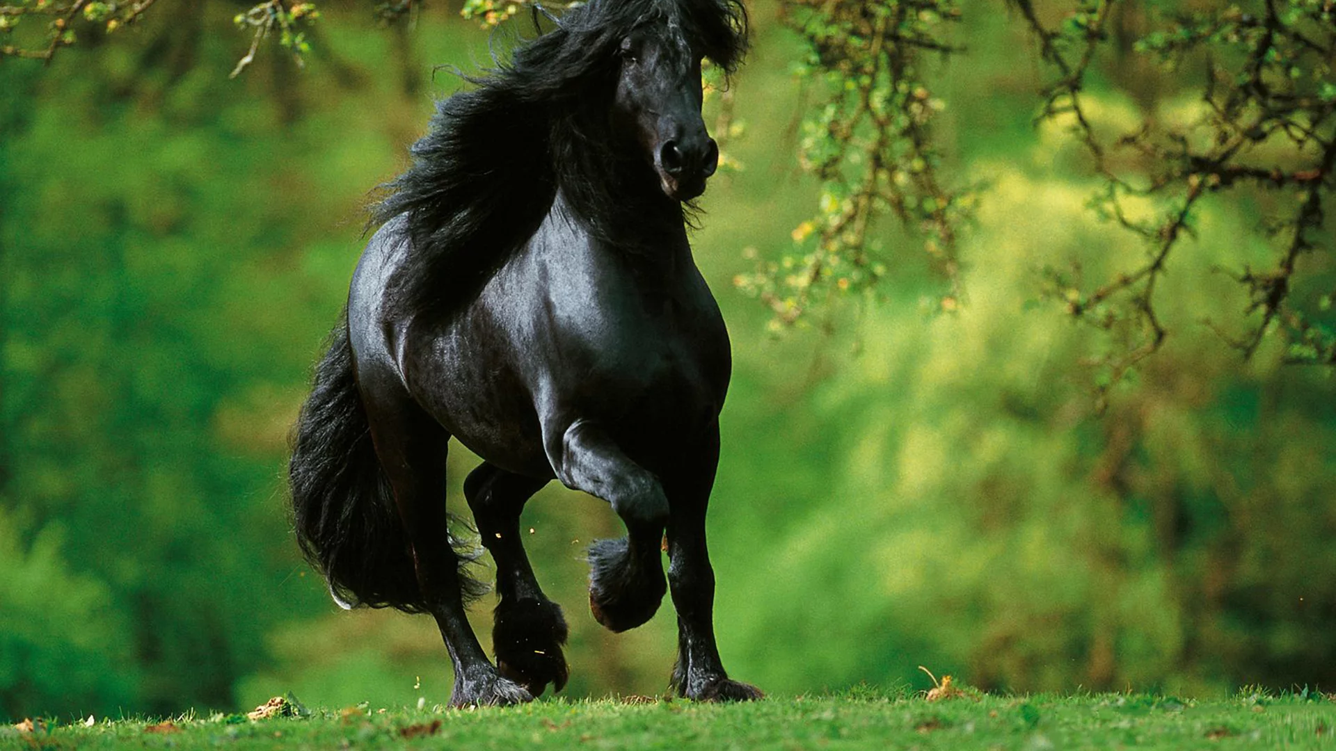 конь, жеребец, лошадь, лес, луг, horse, stallion, horse, forest, meadow, sun, summer, see, front, black, smile, flowers, grass, field, sun, summer, see, nice, wide
