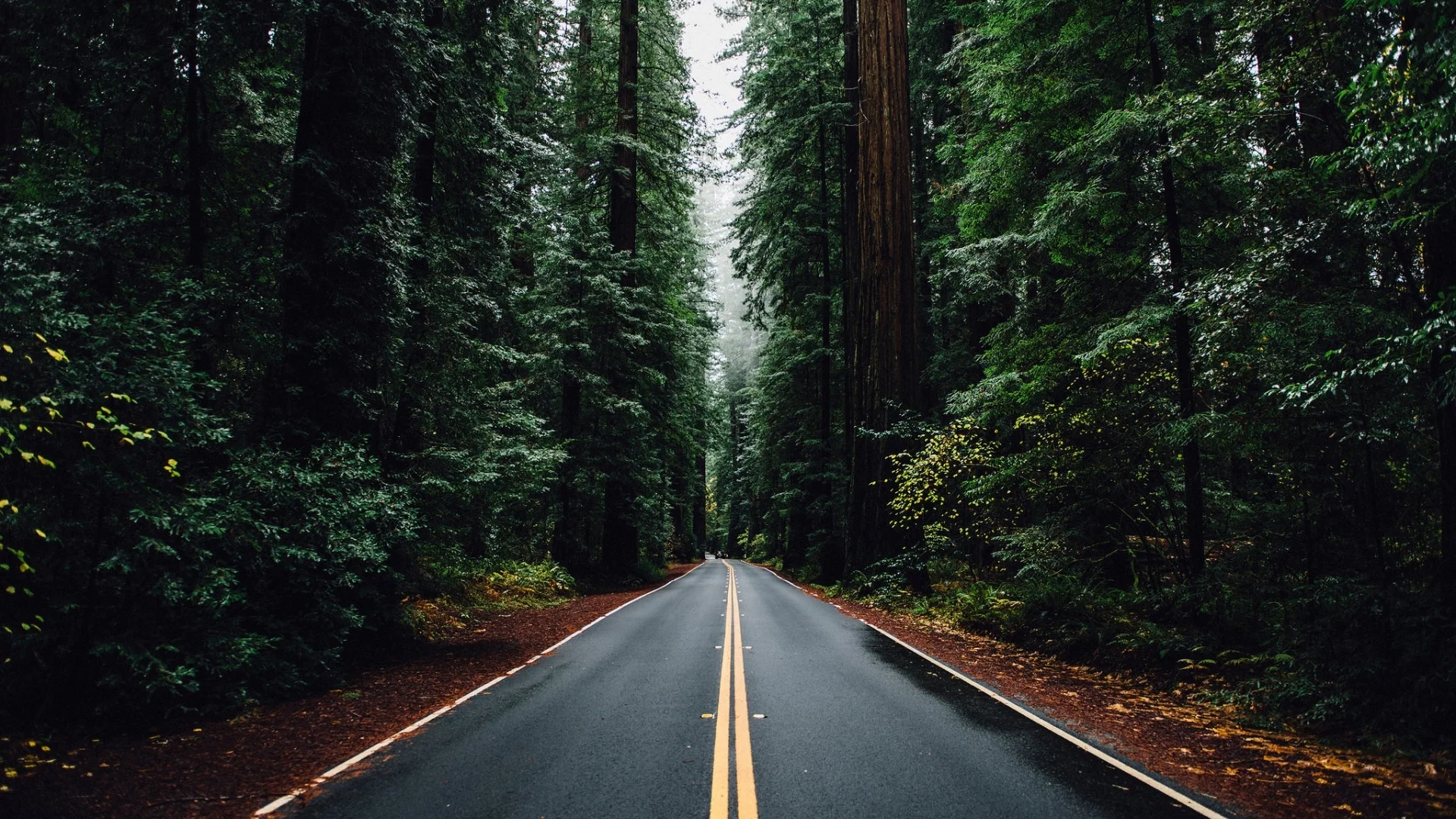 лес, дорога, forest, dense, road, highway, dark, trees, sunrise, grass, green, fence, leaves, mist, moss, trees, forest, fallen, park, green, nature, landscapes, trees, forest, trail, woods, leaves, sunrise, see, day, summer, wide