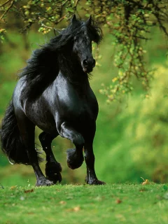 конь, жеребец, лошадь, лес, луг, horse, stallion, horse, forest, meadow, sun, summer, see, front, black, smile, flowers, grass, field, sun, summer, see, nice, wide