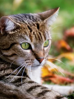 кот, фон, глаза, красавец, полосатый