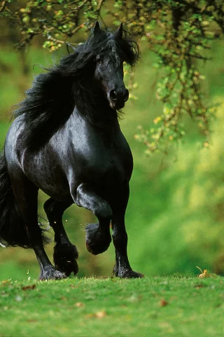 конь, жеребец, лошадь, лес, луг, horse, stallion, horse, forest, meadow, sun, summer, see, front, black, smile, flowers, grass, field, sun, summer, see, nice, wide