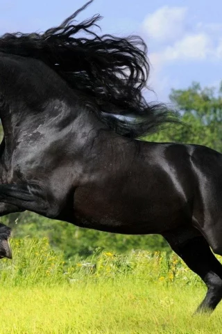 конь, жеребец, лошадь, поле, луг, horse, stallion, horse, fury, andalusian, field, meadow, sun, summer, see, front, black, sunset, flowers, field, sun, summer, see, nice, wide