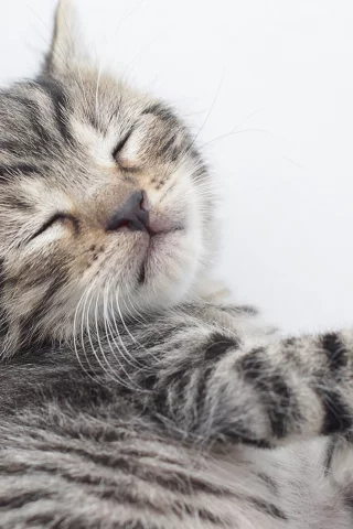 кот, киса