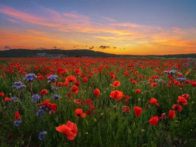 природа, красота