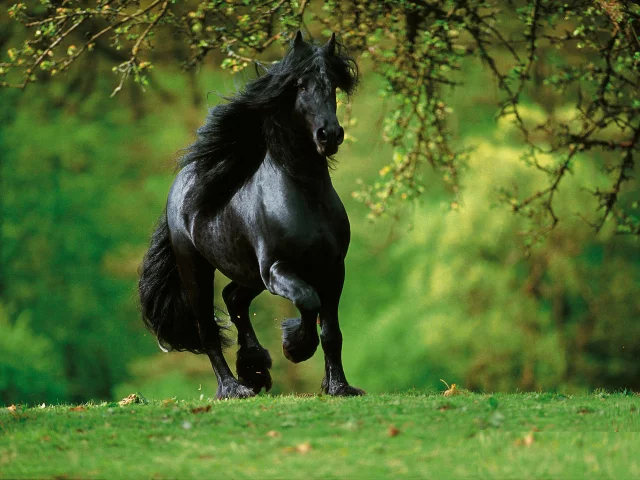 конь, жеребец, лошадь, лес, луг, horse, stallion, horse, forest, meadow, sun, summer, see, front, black, smile, flowers, grass, field, sun, summer, see, nice, wide