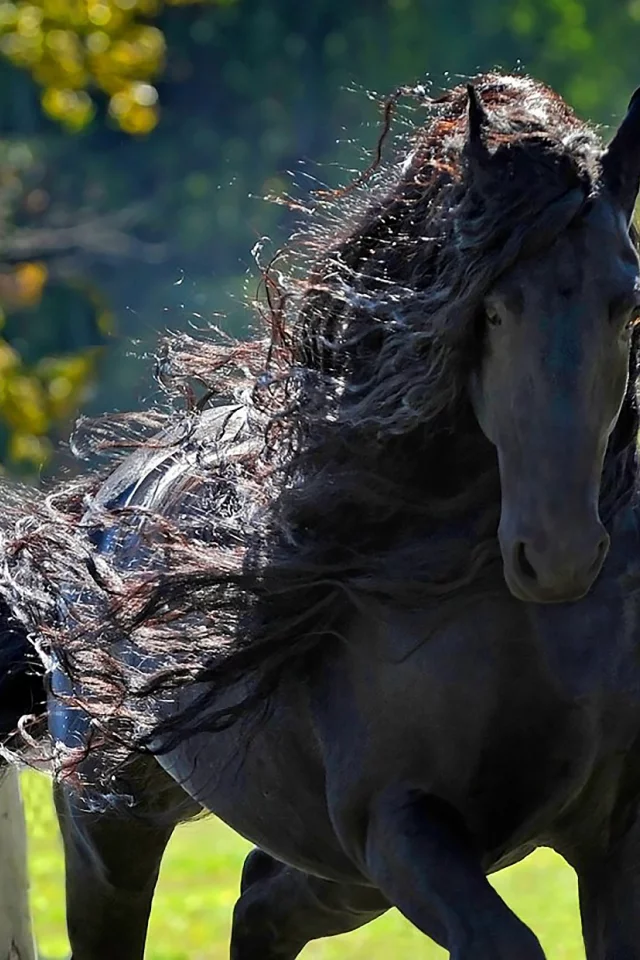 конь, жеребец, лошадь, лес, луг, horse, stallion, horse, field, forest, meadow, sun, summer, see, front, black, smile, flowers, grass, field, sun, summer, see, nice, wide