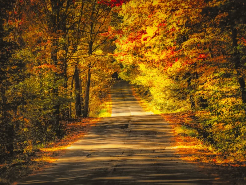 природа, лес, осень, дорога