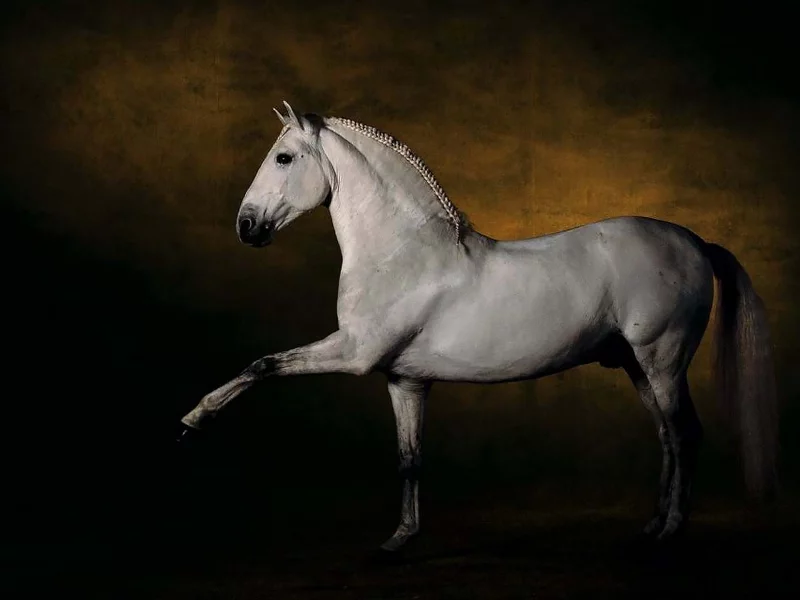 конь, жеребец, лошадь, horse, cavalry, white, stallion, room, dark, sun, summer, see, front, white, smile, flowers, room, sun, summer, see, nice, wide