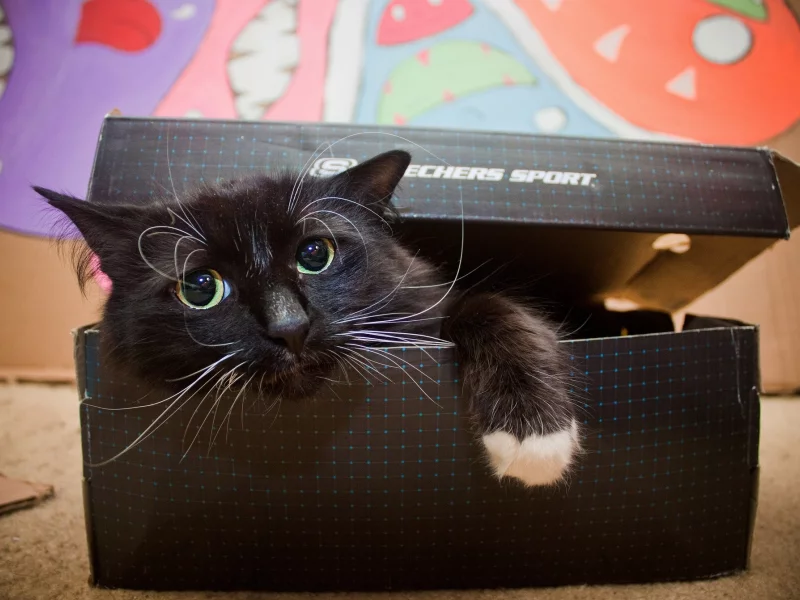 кот, кошка