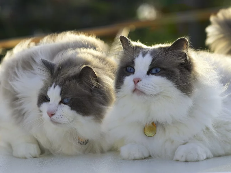 кот, кошка