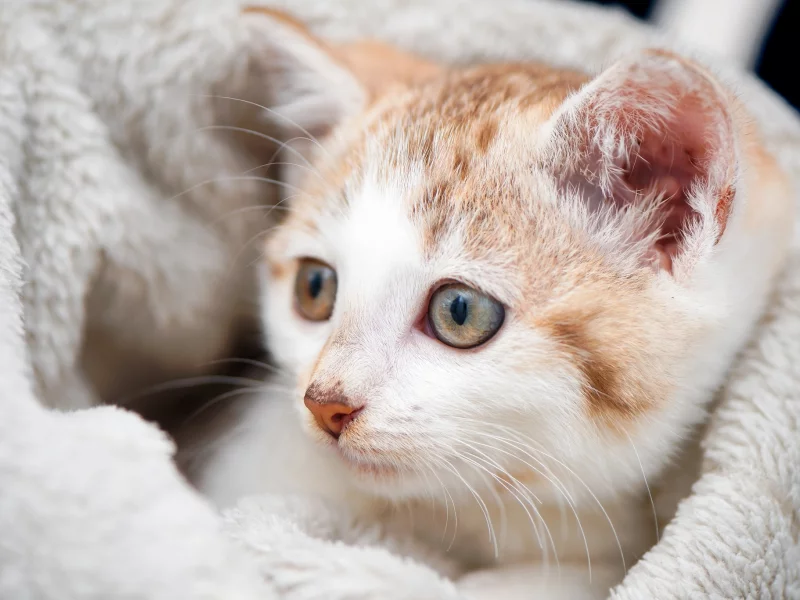 плед, котенок, котёнок, мордочка, взгляд, кошка