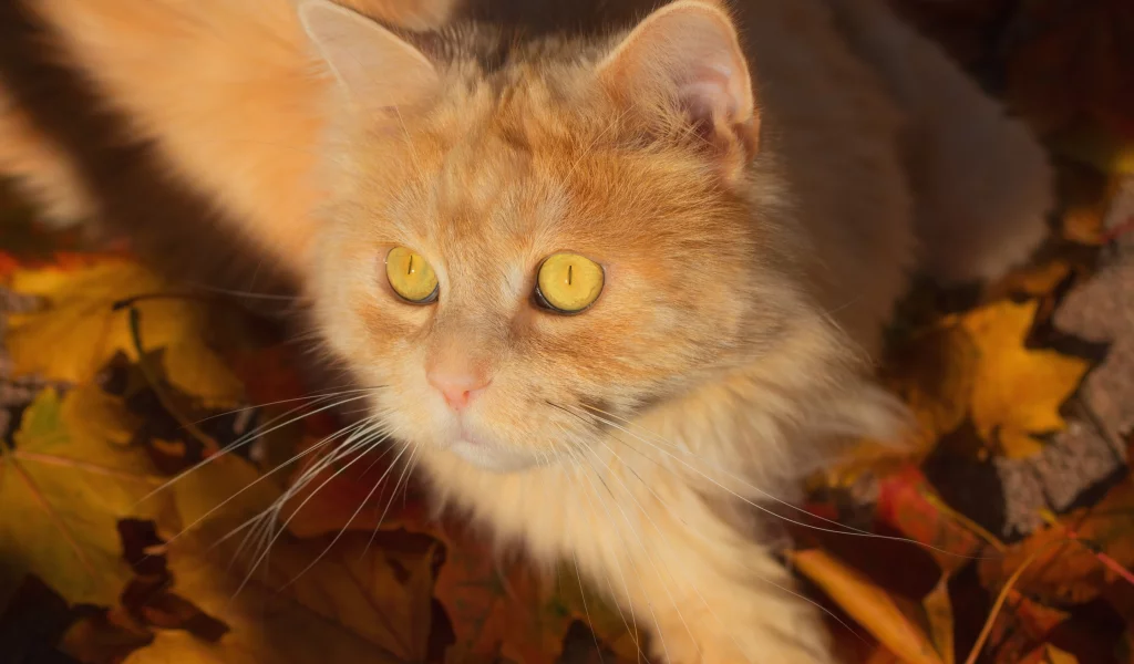 листья, кот, котейка, рыжий кот, мордочка, взгляд
